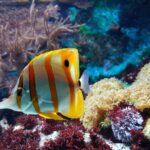 Een eigen onderwaterwereld creeren
